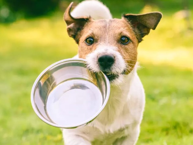Image of #2 National Pet Food Franchise - 4 yrs Established